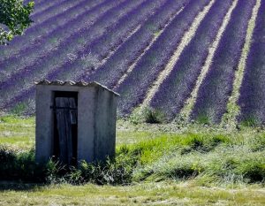 Tourisme plateau de Valensole